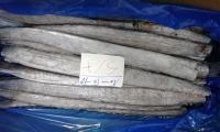 FROZEN RIBBONFISH, SARDINES, BONITO, ATLANTIC POMFRET, SARDINELLA