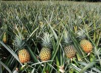 FRESH PINEAPPLES AVAILABLE FOR SALE