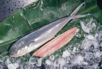 Frozen Mahi Mahi Whole Round.