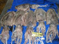 FROZEN CUTTLE FISH WHOLE