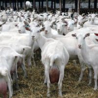 Full Grown Pregnant Live Saanen Goats for sale