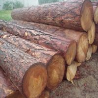 Cheap Doussie / Sapelli / Tali / Teak / Pachyloba Wood Logs