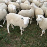 Live Awassi Sheep Healthy
