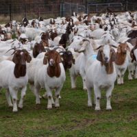 Pure Breed Alive Boer Goats
