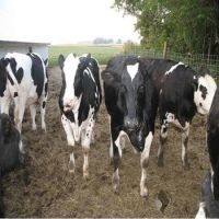 Pregnant Holstein Heifers cattle for sale