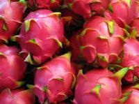 Dragon fruit, Red and White Dragon fruit
