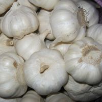 fresh pure white garlic & normal white garlic for exporting