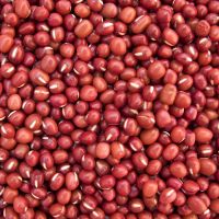 Red And White Sorghum For Sale / Sorghum Flour White / Sorghum grains