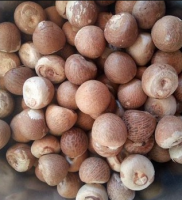 Dried Areca Nut-Whole and Split Betel Nut