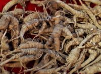 GINSENG