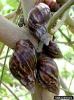 African Giant Snails For Sale, Snail Shells