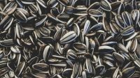 Best Quality Raw Sunflower Seeds