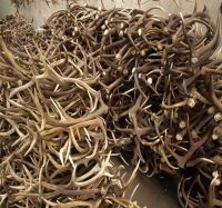 Whole Red Deer Antlers available in grades A, B and C.