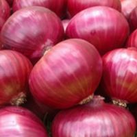 Fresh Red and White Onions