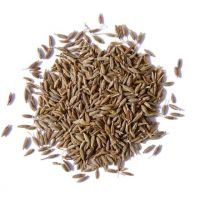 Cumin Seeds Best Quality