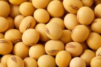 Quality Soybeans / Soyabeans for Human Consumption