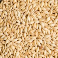 Top Grade Quality Barley for Animal Feed and Human Consumption