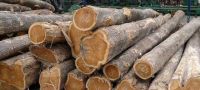 Teak Wood Logs Suppliers