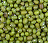 Green Mung Beans / Green Gram /Moong Dal / Vigna Beans