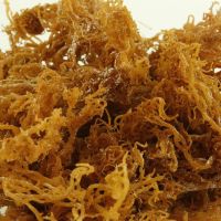 sea moss