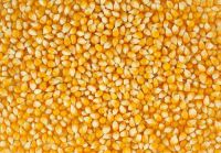 Brazilian Yellow Corn