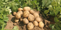 Potato seeds