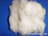 Sell scoured and carded sheep wool