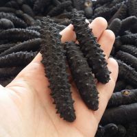 Turkish Sea Cucumber