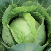 FRESH VEGETABLE cabbage