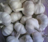 Fresh Garlic