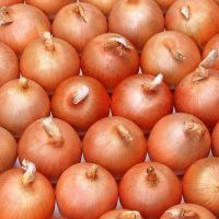 Fresh Onion In Bulk Cheap Red/Yellow Onions For Sale