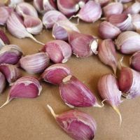 Quality Selected White Garlic for wholesale supply