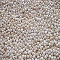 High Quality Red Sorghum/White Sorghum for Sale