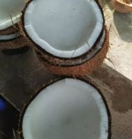 Fresh Coconut Semi-Husked Ready For Export