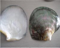 polished seashell