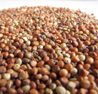 High Quality White Sorghum Red Sorghum