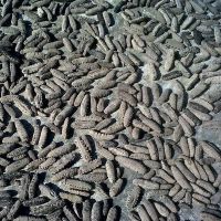 Dried Sea Cucumber, Dried Sea Horse