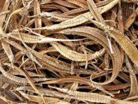 high quality dried Sea Dragon fish/dried pipefish