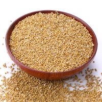 new crop red/ yellow millet for sale