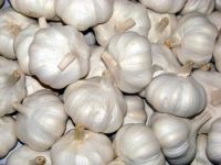 100% Natural fresh White Garlic Pure Garlic Wholesales.