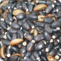Best Quality Jatropha Seeds for Sale