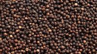 Organic black pepper / vietnam black pepper price