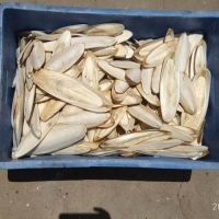 premium quality Dried and White Cuttlefish Bones