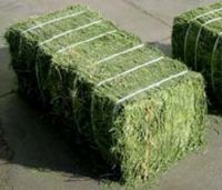 High Quality Alfalfa Hay/Timothy Hay