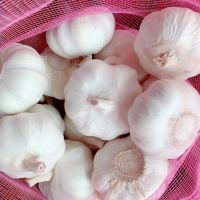 pure white garlic/fresh garlic