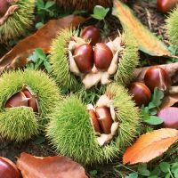 chestnuts