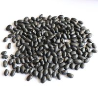 black kidney bean black beans