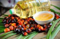 palm cooking oil crude palm oil