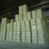 alfalfa for Animal Feed Cattle Horse Chicken Pets