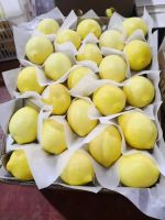 Fresh lemons for export